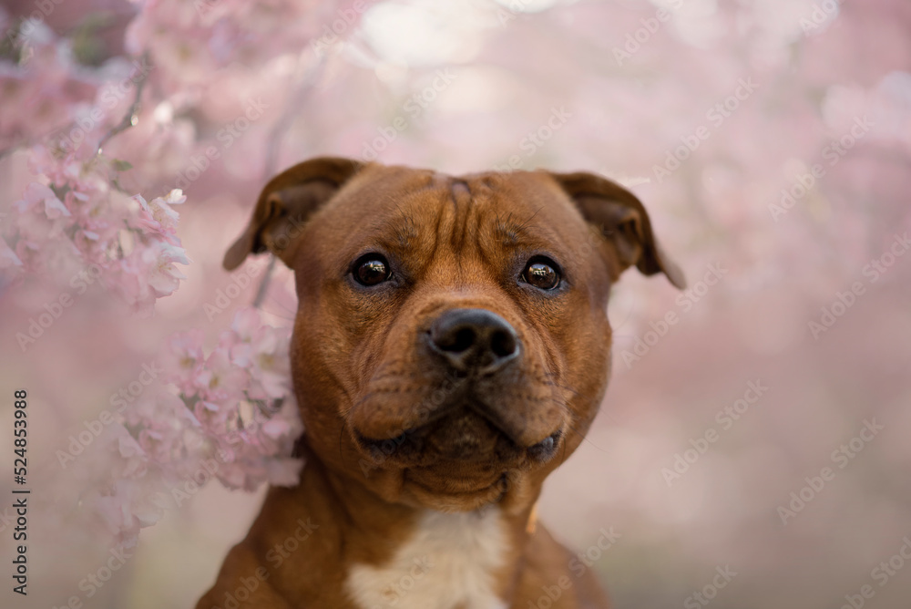 Portrait of the beautiful King Staffordshire Terrier Dog on Spring with a cherry blossom
