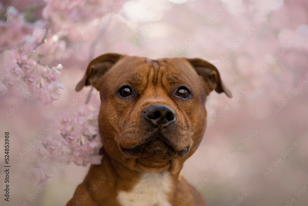 Portrait of the beautiful King Staffordshire Terrier Dog on Spring with a cherry blossom Portrait of the beautiful King Staffordshire Terrier Dog on Spring with a cherry blossom