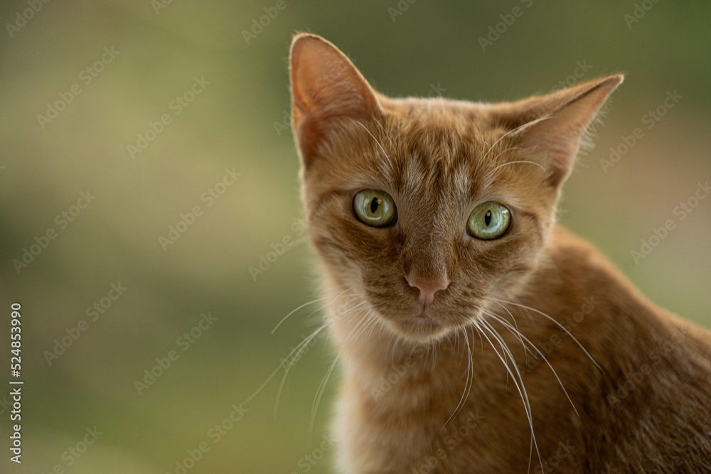 Orange cat looking in the field