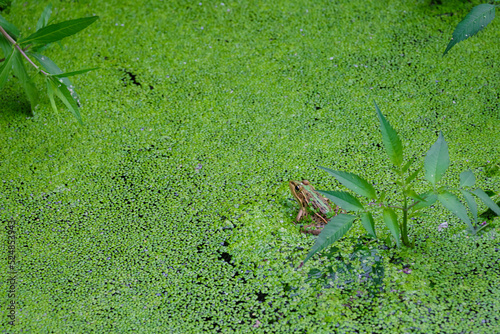 Spirodela polyrhiza and Pelophylax nigromaculata in the pond  duckmeat  duckweed  frog 