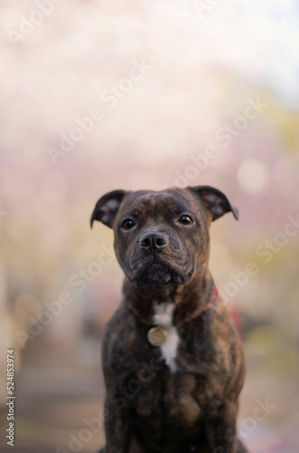 Portrait of the beautiful King Staffordshire Terrier Dog on Spring with a cherry blossom