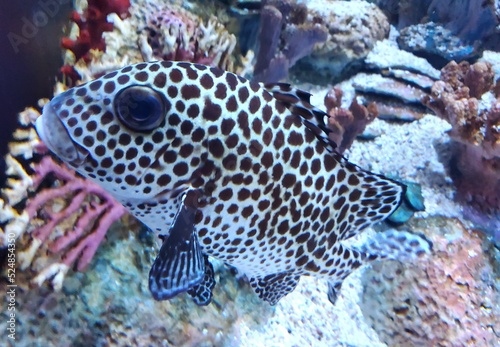 Closeup of a black spotted grouper inside a fish tank