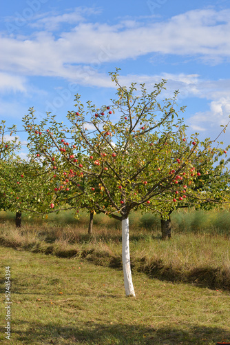 Ein mit Baumschutzfarbe bestrichener Apfelbaum