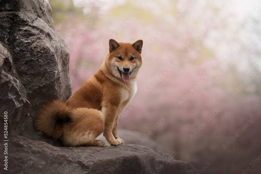 Portrait of the beautiful Shiba Inu Dog in Spring with a cherry blossom