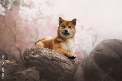 Portrait of the beautiful Shiba Inu Dog in Spring with a cherry blossom