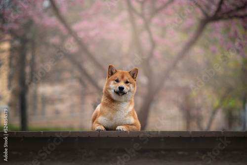 Portrait of the beautiful Shiba Inu Dog in Spring with a cherry blossom