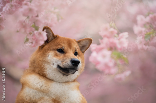 Portrait of the beautiful Shiba Inu Dog in Spring with a cherry blossom