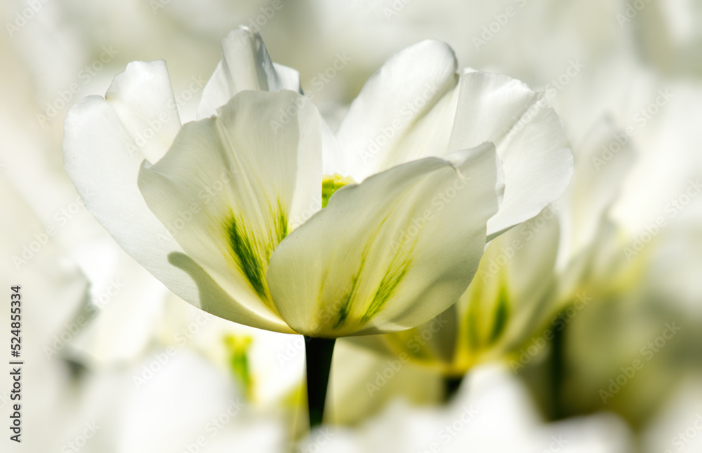 white tulip flower