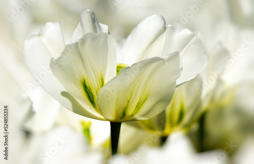 Fototapeta Naklejka Na Ścianę i Meble -  white tulip flower