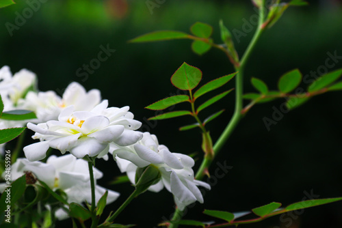 Chinese rose in the garden. White flowers. Photo of nature.