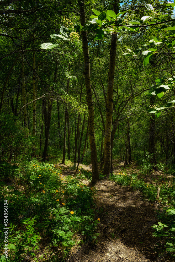 path in the forest path in the forest