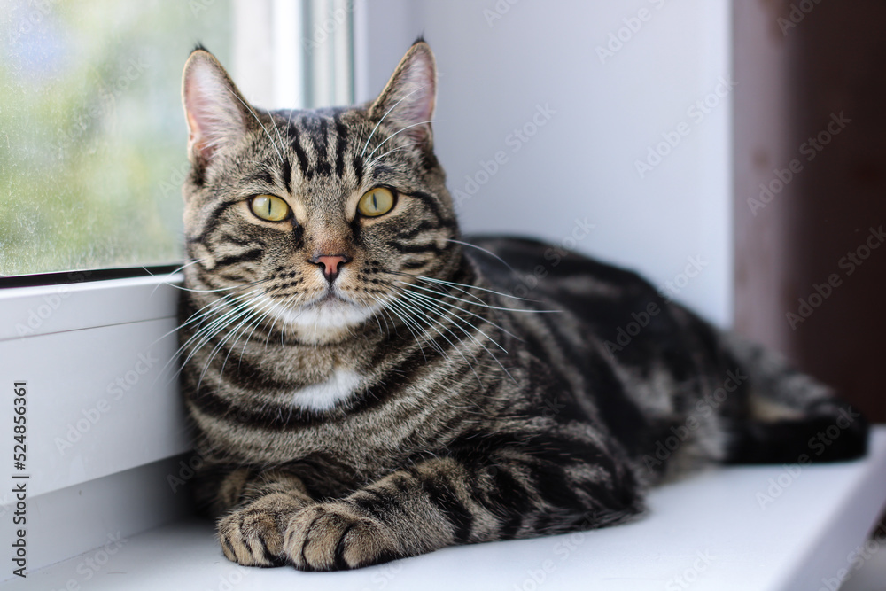 A tabby cat with bright eyes looks into the camera while sitting by the window
