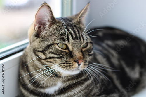 Fototapeta Naklejka Na Ścianę i Meble -  A tabby cat with bright eyes looks into the camera while sitting by the window