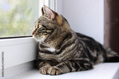 A tabby cat with bright eyes looks into the camera while sitting by the window