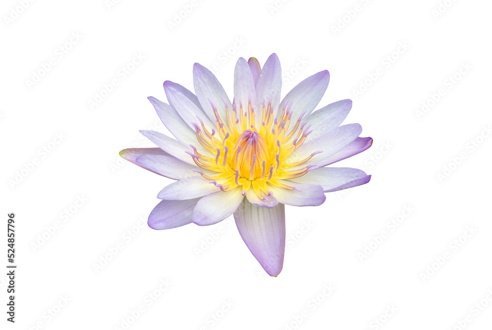 Isolated pink waterlily flower.