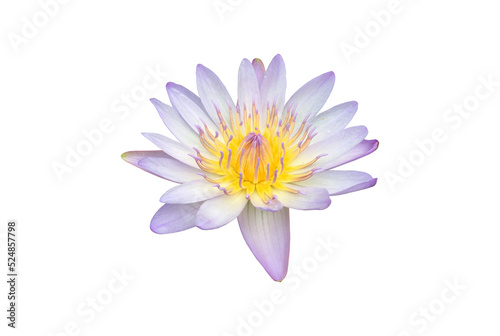 Isolated pink waterlily flower with clipping paths.