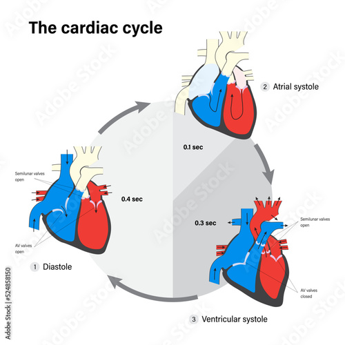 The cardiac cycle. Human heart anatomy. Diastole, Atrial systole and Ventricular systole.  photo