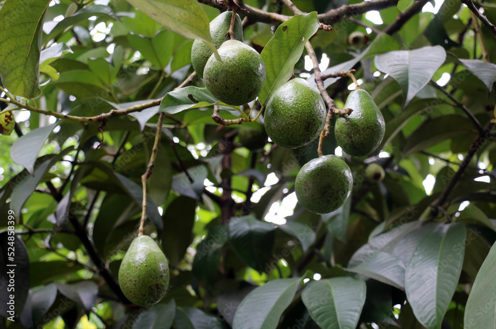 Green Hass Avocados fruit hanging on the tree
