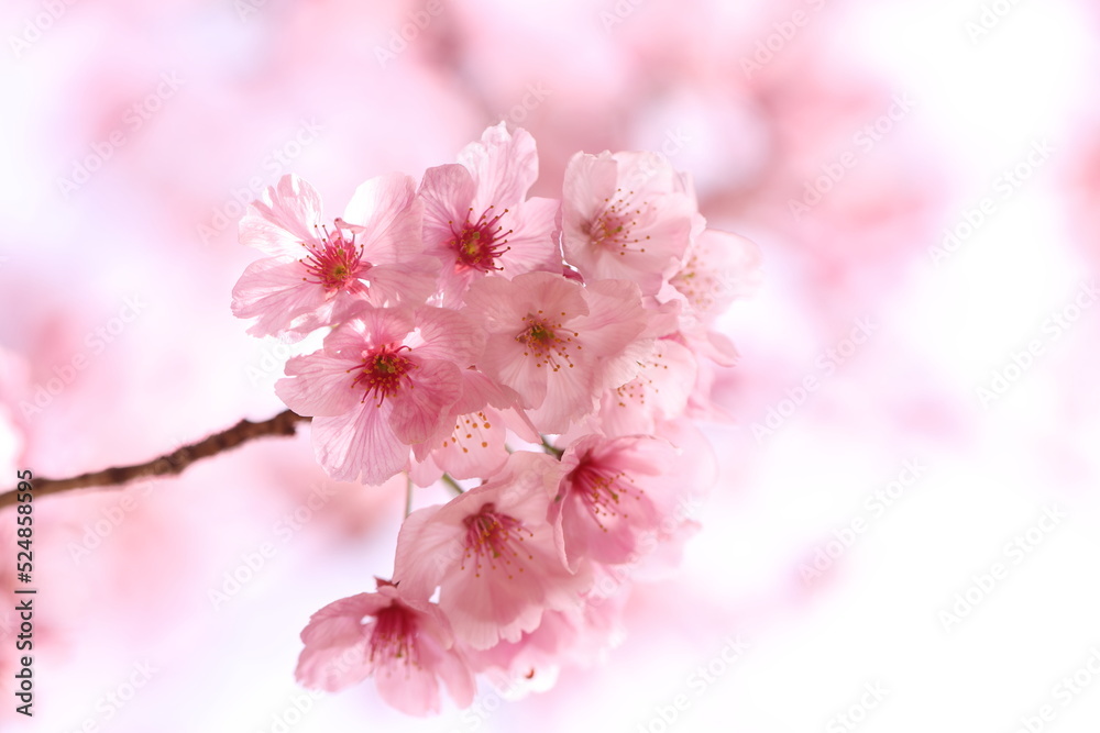 pink cherry blossom