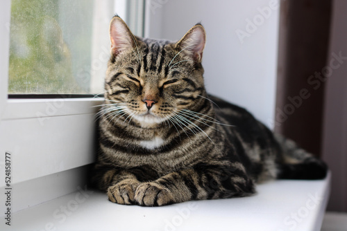 Fototapeta Naklejka Na Ścianę i Meble -  A tabby cat with bright eyes looks into the camera while sitting by the window