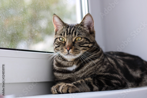 A tabby cat with bright eyes looks into the camera while sitting by the window