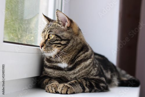 Wallpaper Mural A tabby cat with bright eyes looks into the camera while sitting by the window Torontodigital.ca