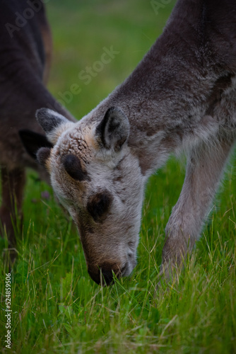 Young Reindeers Eating