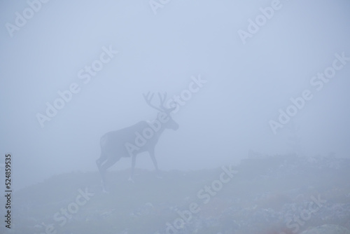 Reindeer in Thick Fog
