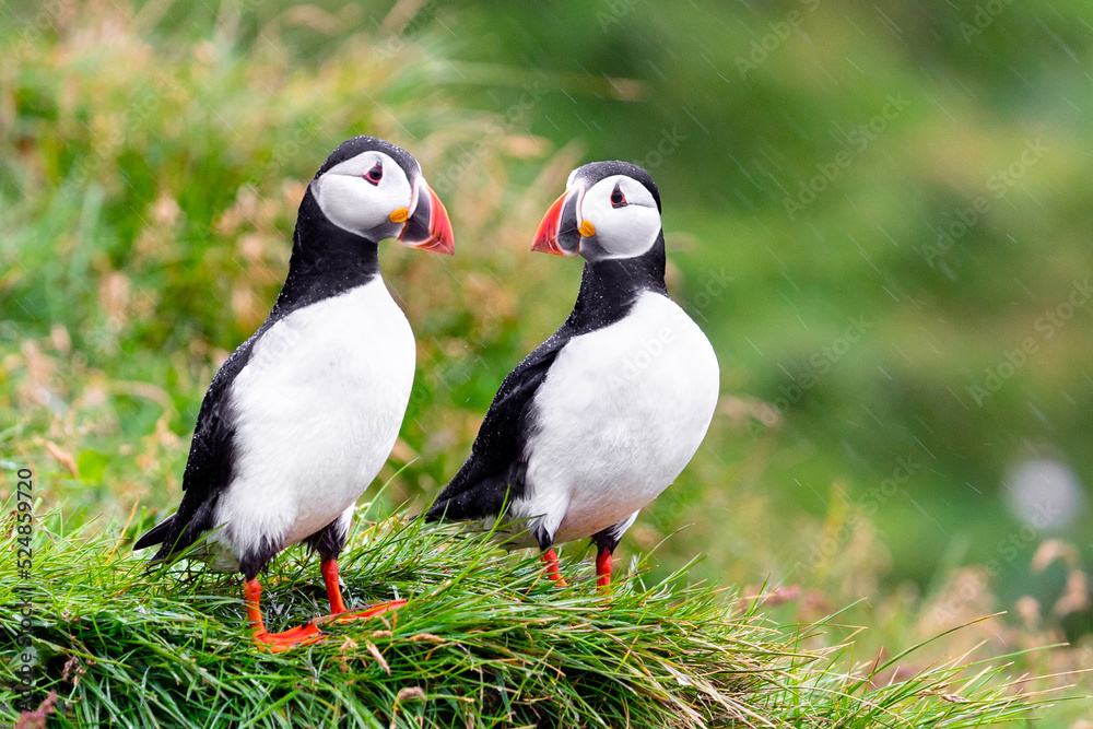 Maskonury zwyczajne czarno białe ptaki Islandii - obrazy, fototapety, plakaty 