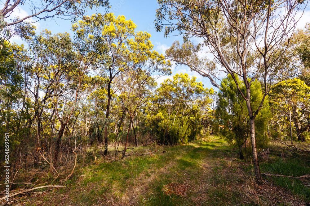 Gresswell Conservation Reserve in Melbourne Australia Gresswell Conservation Reserve in Melbourne Australia