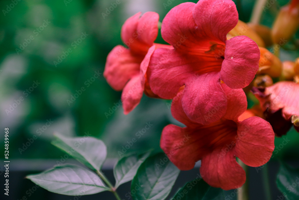 Naklejka premium Campsis flowers. Red flowers. Photo of nature.