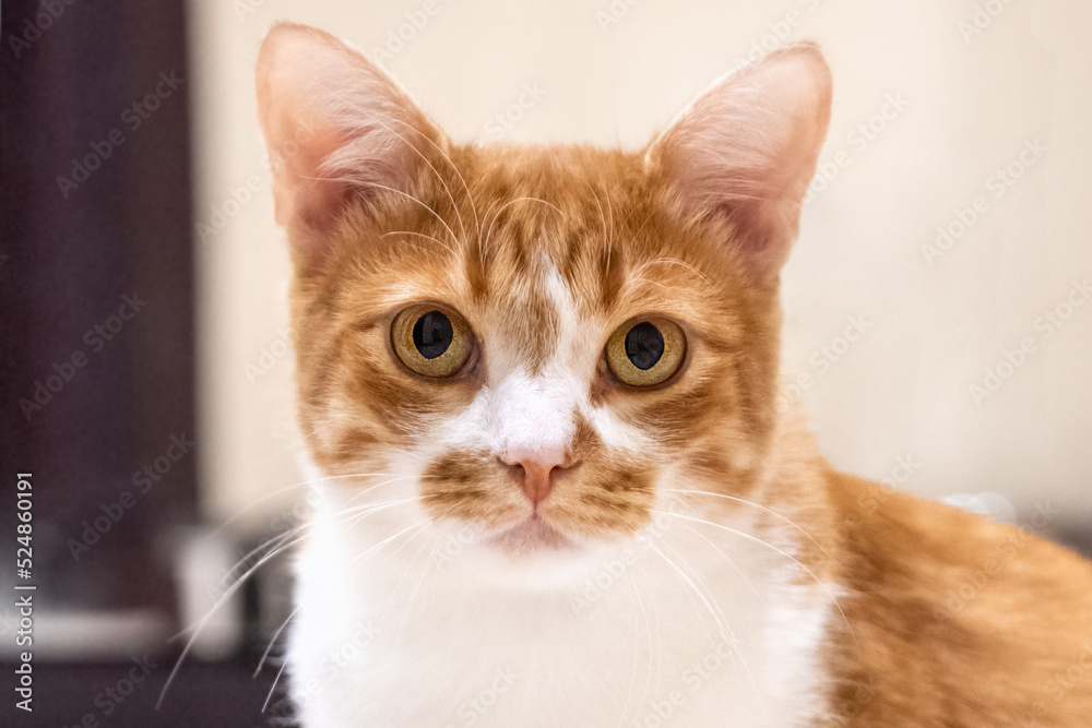 Cute red and white cat with big yellow eyes portrait