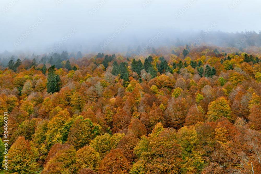 Colline recouverte d'arbres, en automne avec une multitude de couleurs tels que  rouge, jaune, vert, orange
Hill covered with trees, in autumn with a multitude of colors such as red, yellow, green, or