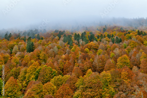 Colline recouverte d'arbres, en automne avec une multitude de couleurs tels que  rouge, jaune, vert, orange Hill covered with trees, in autumn with a multitude of colors such as red, yellow, green, or © JeanMichel