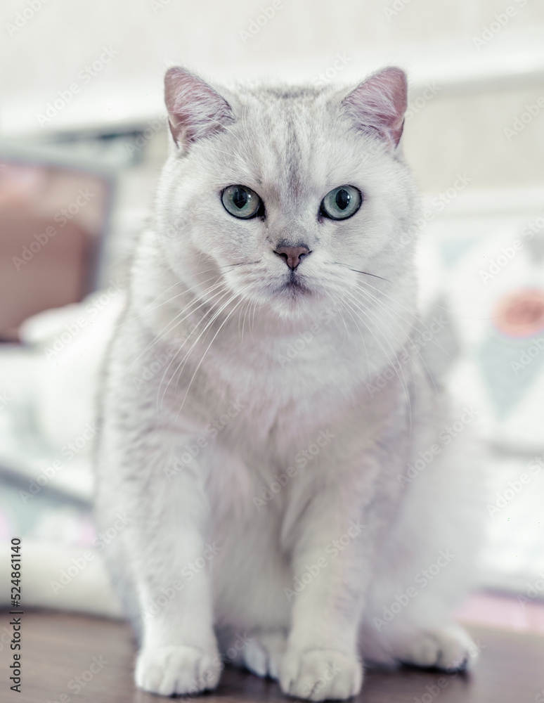custom made wallpaper toronto digitalwhite cat Staring