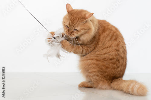 Fototapeta Naklejka Na Ścianę i Meble -  Cute cat playing with a feather toy.