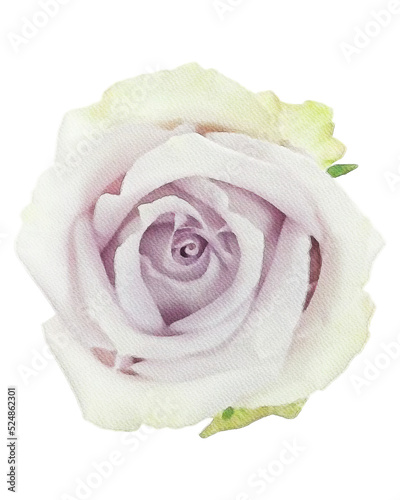 rose watercolor flower watercolor rose isolated on white decor element png