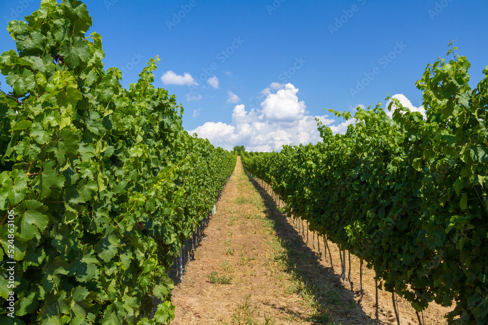 Czech landscape with vineyards  and blue sky