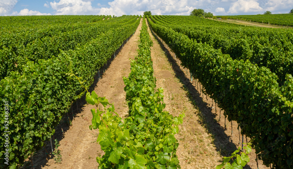 Alleyways in the vineyard against the blue sky