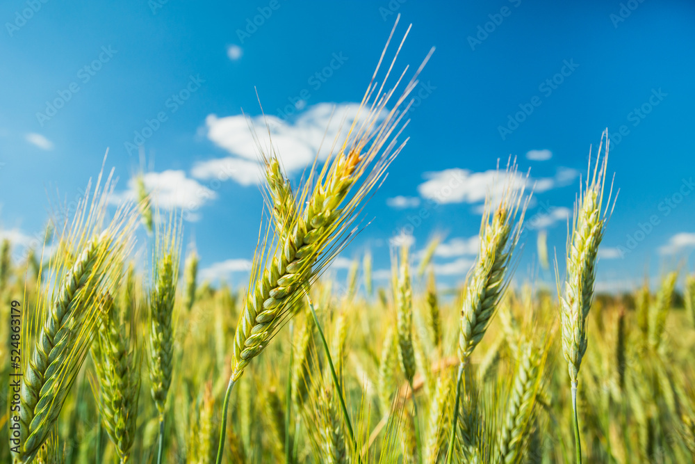 Ears of grain against the background of blue sky Ears of grain against the background of blue sky