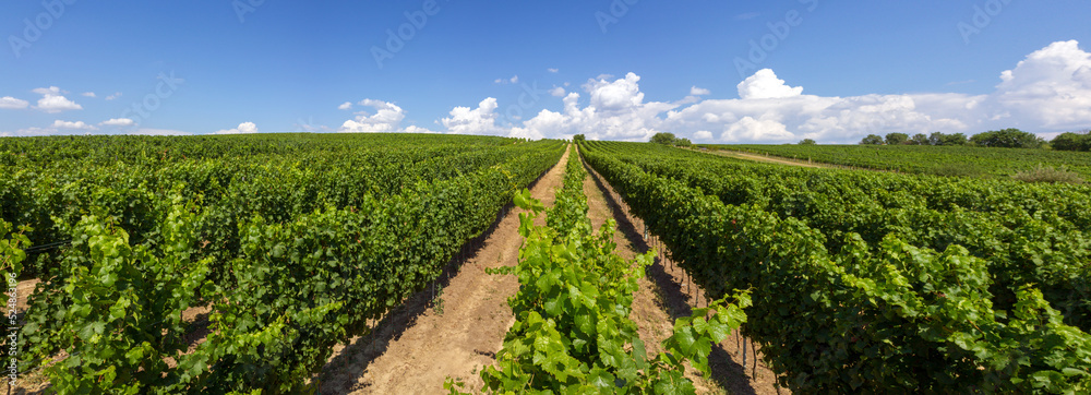 Alleyways in the vineyard against the blue sky