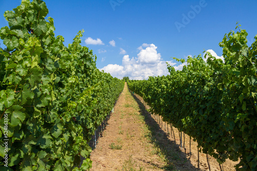 Obraz na płótnie Czech landscape with vineyards and blue sky w salonie