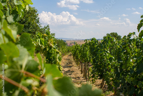 Obraz na płótnie Czech landscape with vineyards w salonie