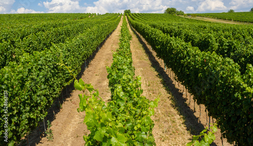 Obraz na płótnie Alleyways in the vineyard against the blue sky w salonie