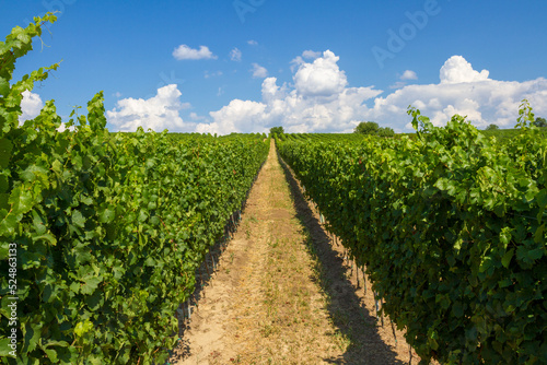 Obraz na płótnie Alleyways in the vineyard against the blue sky w salonie