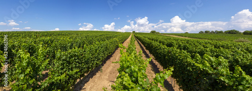 Obraz na płótnie Alleyways in the vineyard against the blue sky w salonie