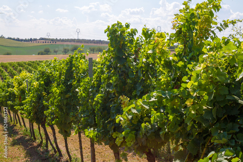Obraz na płótnie Vineyard on the background of the hill w salonie