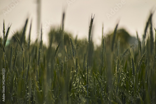 Texture of a wheat field