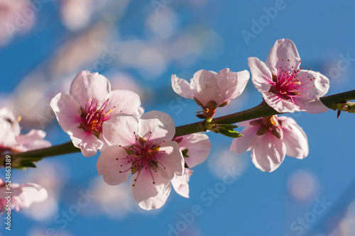 Peach flower detail