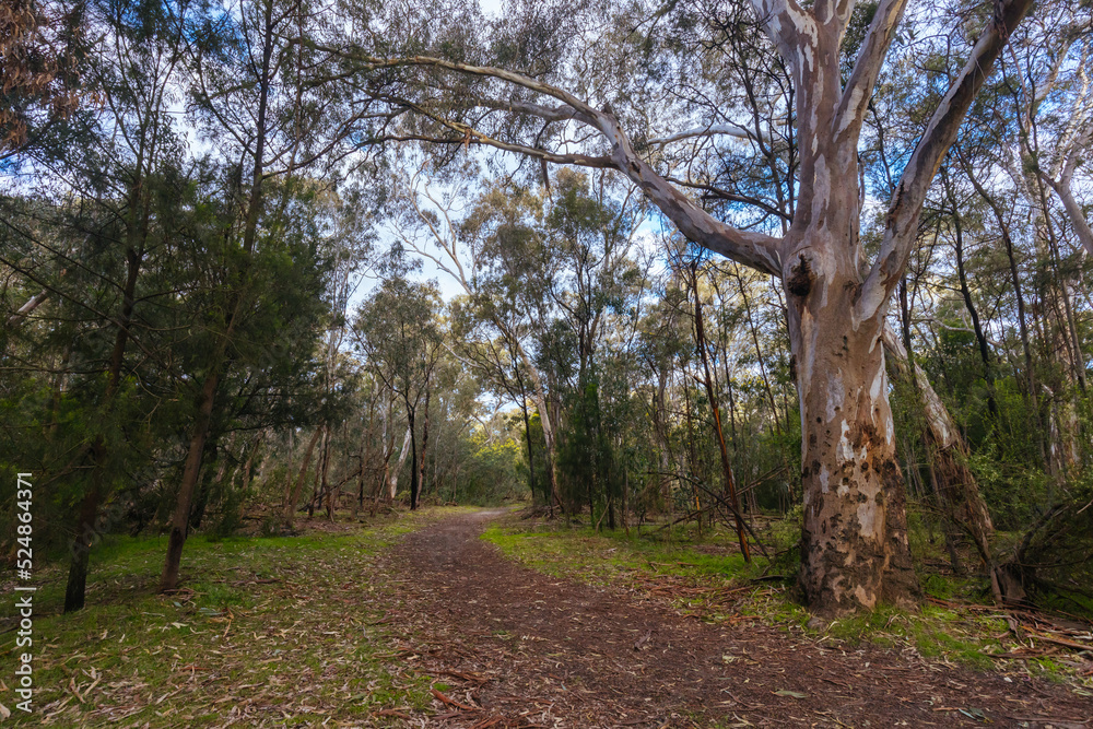 Gresswell Conservation Reserve in Melbourne Australia